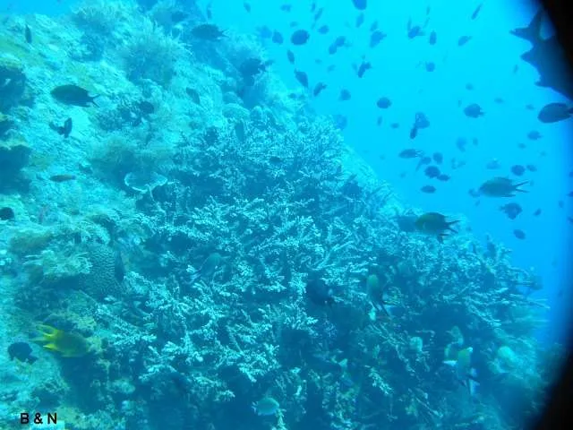 a trip underwater and diving in Tulamben on the island of Bali