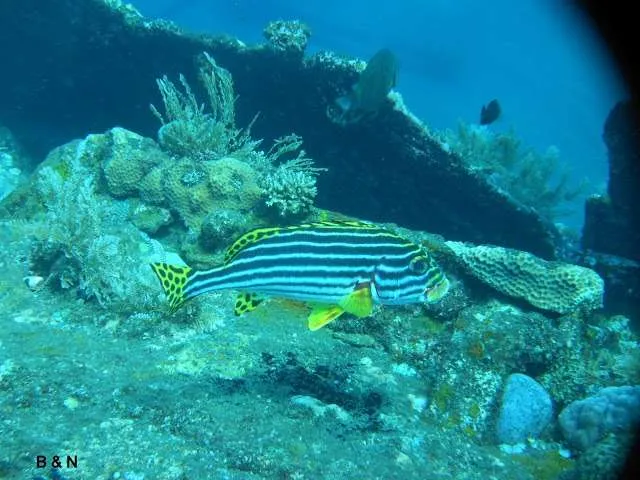a trip underwater and diving in Tulamben on the island of Bali