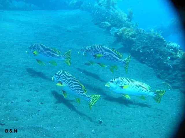 a trip underwater and diving in Tulamben on the island of Bali