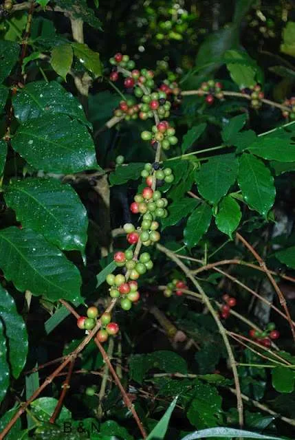 Bali on a bike - coffee plantation