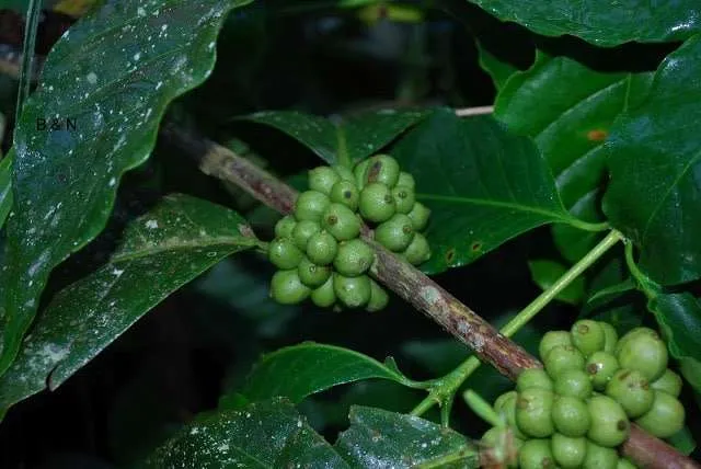 Bali on a bike - coffee plantation