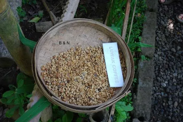 Bali on a bike - coffee plantation