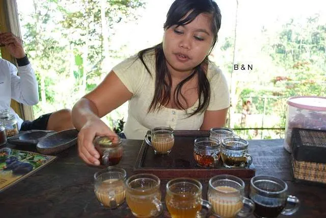 Bali on a bike - coffee plantation