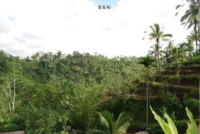 Bali on a bike - coffee plantation