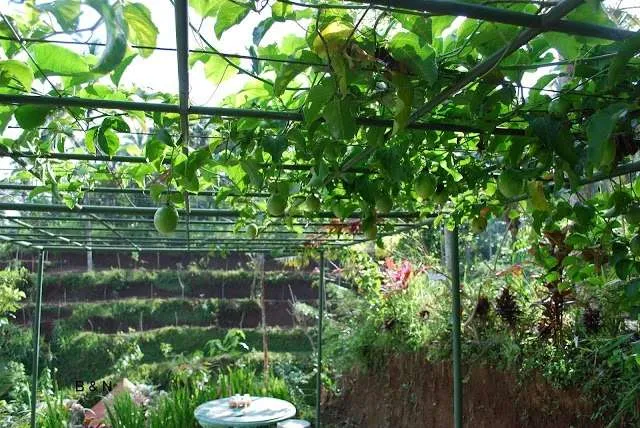 Bali on a bike - coffee plantation