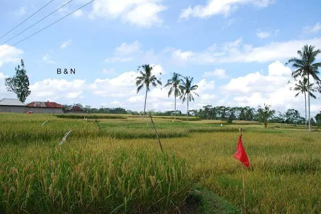Bali on a bike - fields, villages, roads