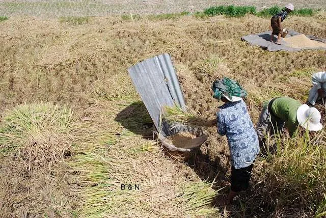 Bali on a bike - rice fields and harvesting