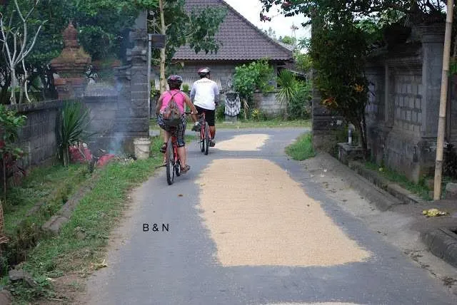 Bali on a bike - rice fields and harvesting