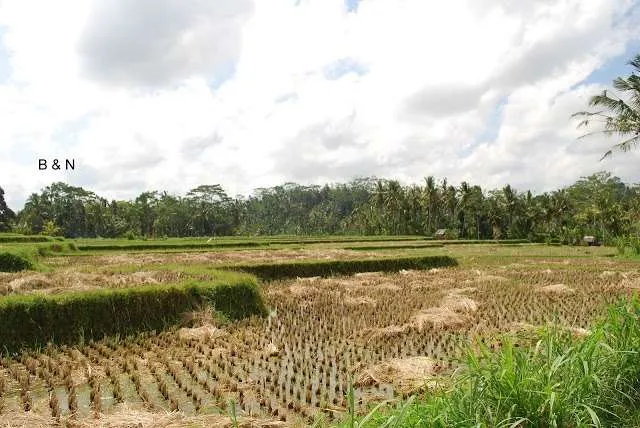 Bali on a bike - fields, villages, roads