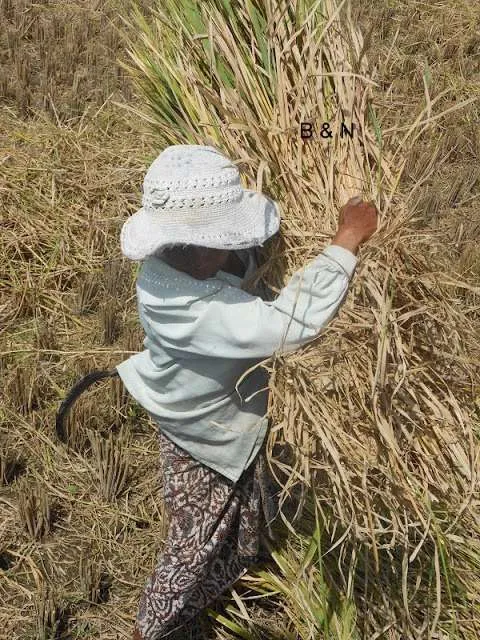 Bali on a bike - rice fields and harvesting