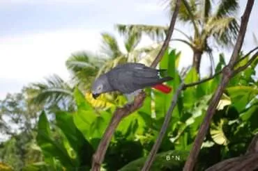 Meet flora and fauna of Bali