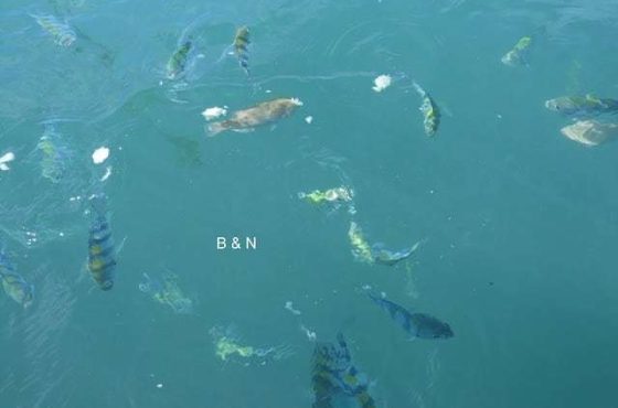 Bali – exploring the south of the island