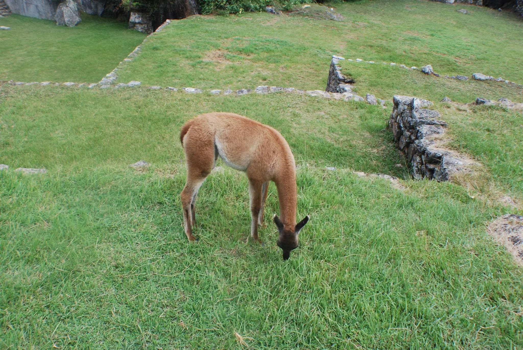 Peru - visiting Machu Picchu