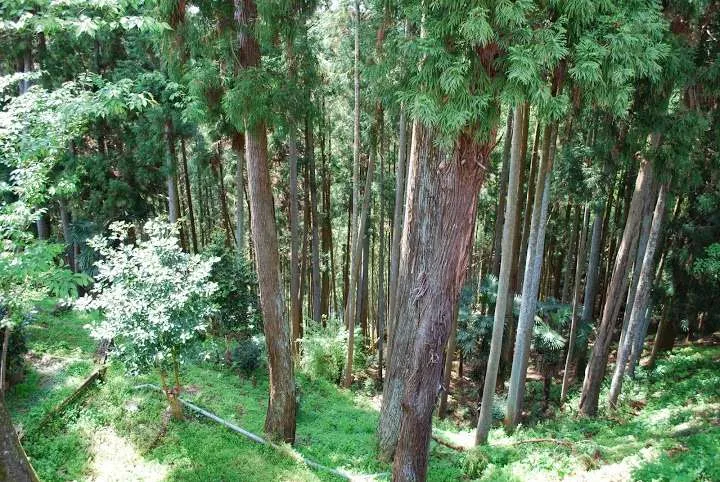 Japan, Yoshino