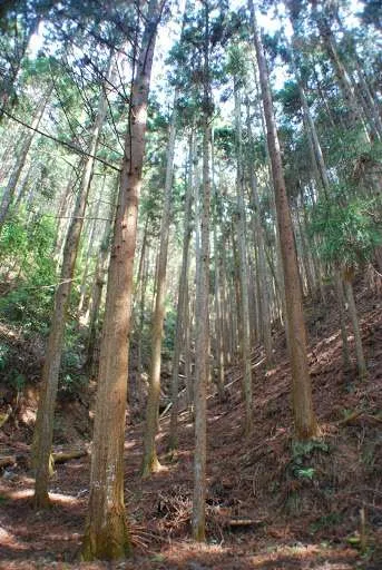 Japan, Yoshino