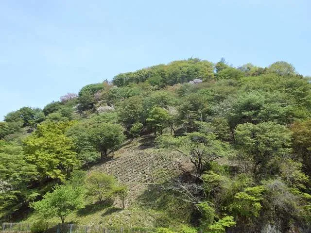 Japan, Yoshino
