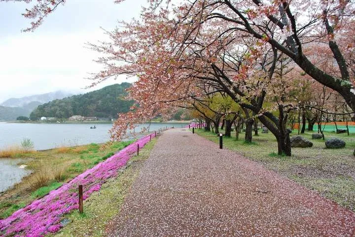 Japan, Mount Fiji, Kawaguchiko lake