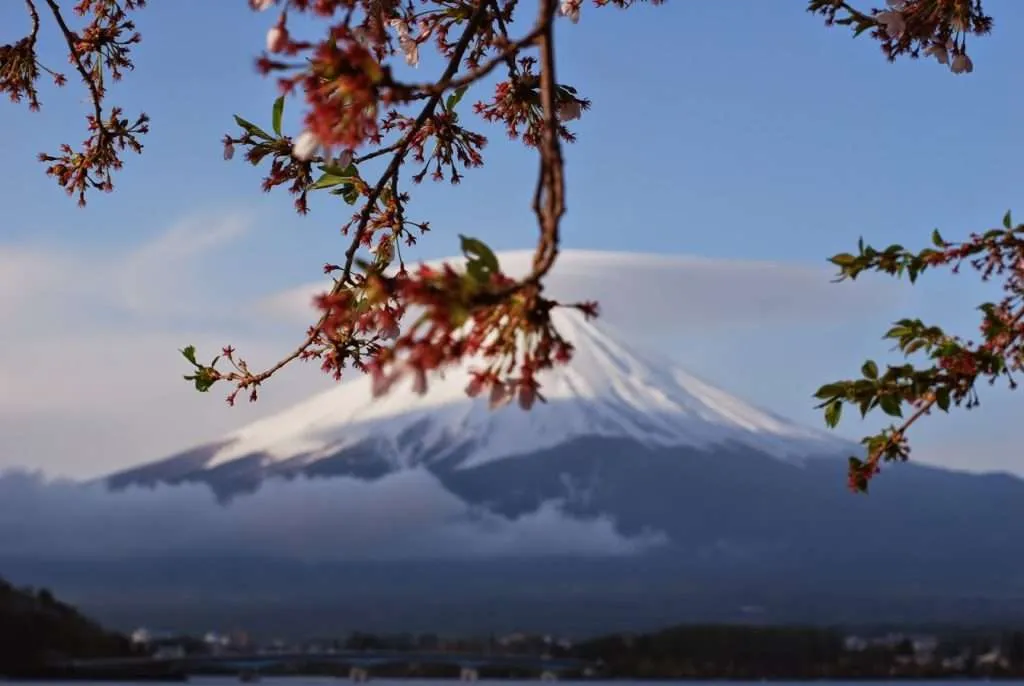 Mount Fuji and blossoms, Japan