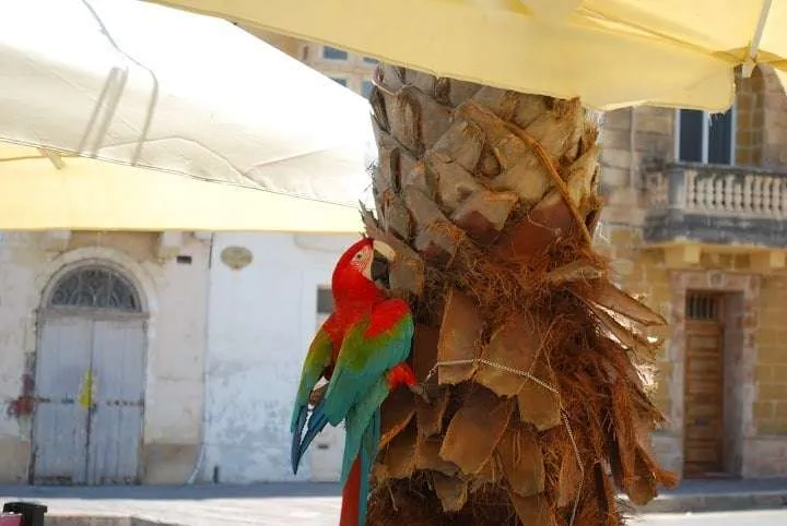 Marsaxlokk, Malta