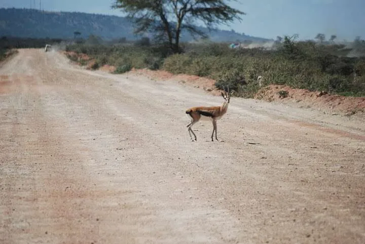 the beginning of our journey in Kenya - safari and Maasai Mara
