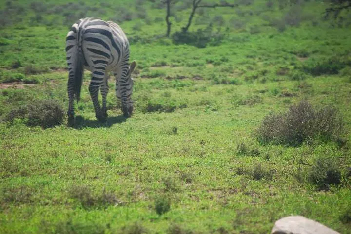 the beginning of our journey in Kenya - safari and Maasai Mara