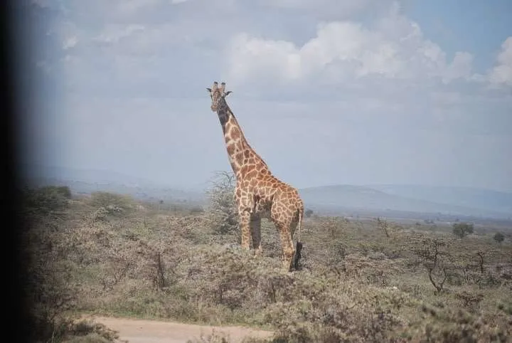the beginning of our journey in Kenya - safari and Maasai Mara