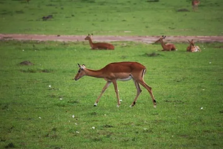 the beginning of our journey in Kenya - safari and Maasai Mara