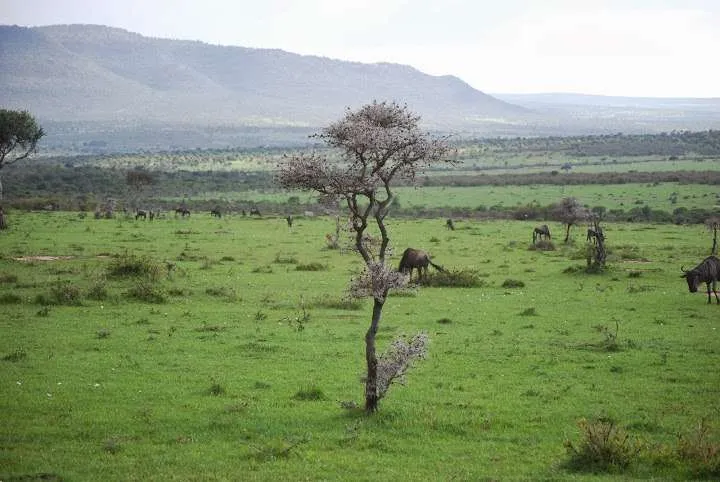 the beginning of our journey in Kenya - safari and Maasai Mara