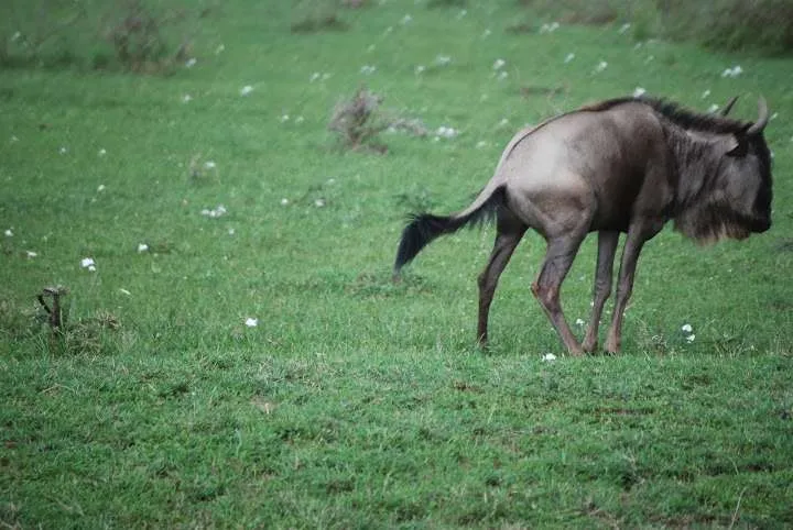 the beginning of our journey in Kenya - safari and Maasai Mara