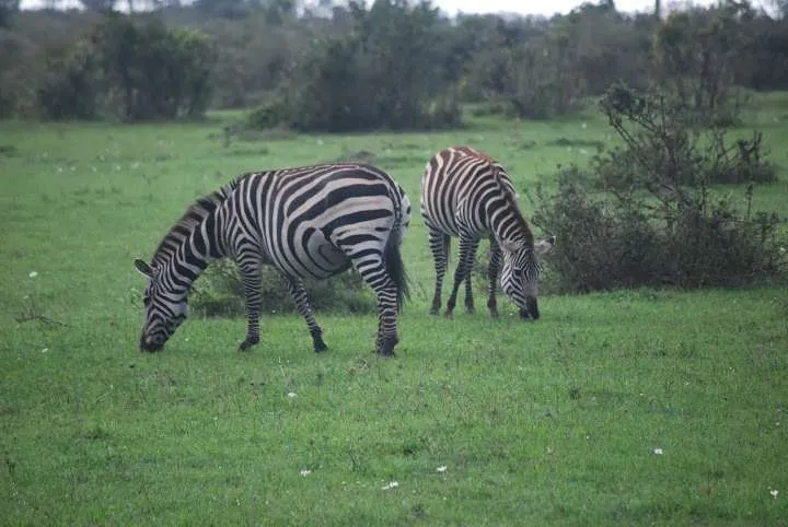 the beginning of our journey in Kenya - safari and Maasai Mara