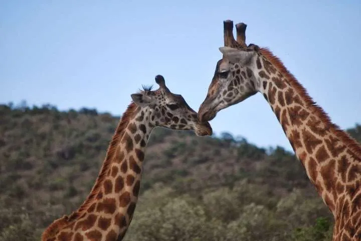 the beginning of our journey in Kenya - safari and Maasai Mara