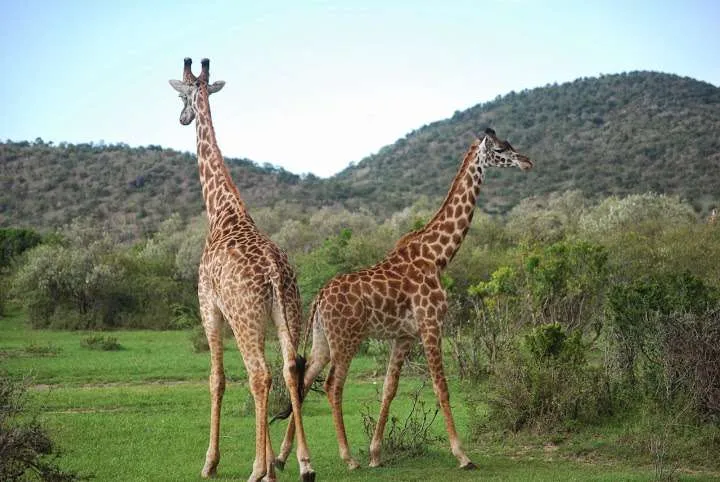 the beginning of our journey in Kenya - safari and Maasai Mara