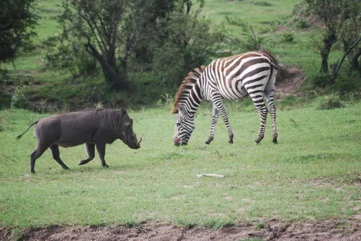 Maasai Mara, Kenya, warthog and zebra