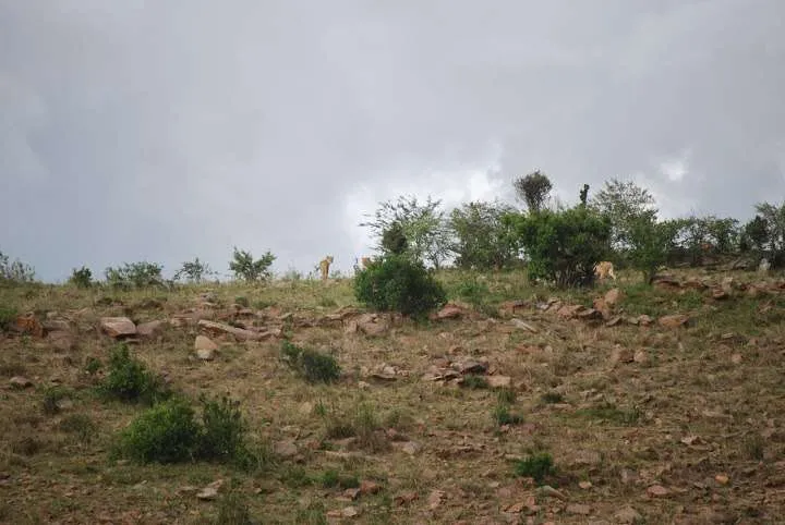 the beginning of our journey in Kenya - safari and Maasai Mara