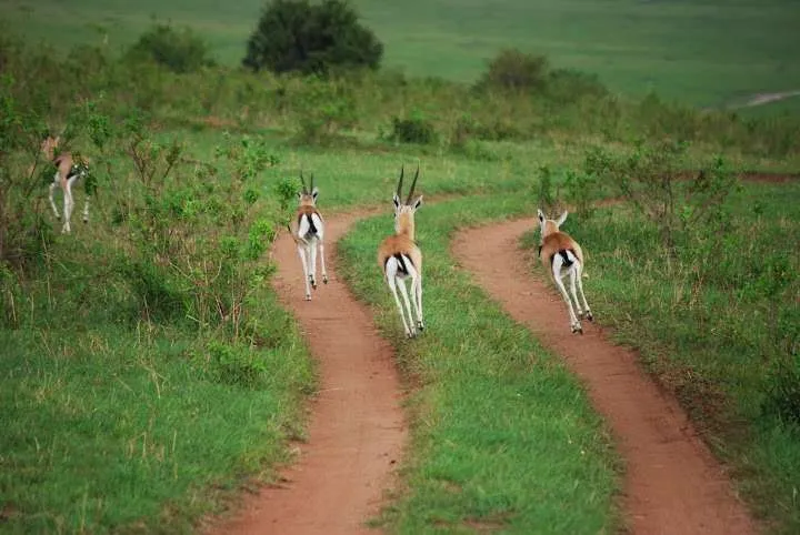 the beginning of our journey in Kenya - safari and Maasai Mara