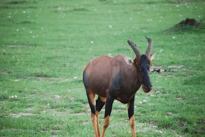 Maasai Mara, Kenya, topi