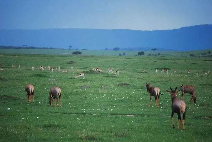 the beginning of our journey in Kenya - safari and Maasai Mara