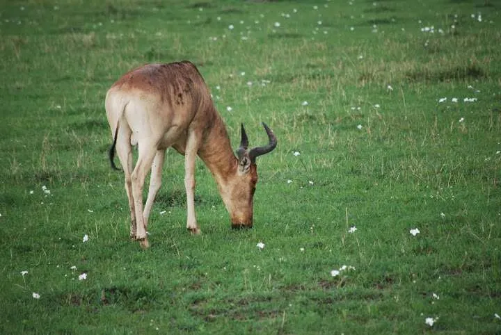 Maasai Mara, Kenya, Coke's Hartebeest