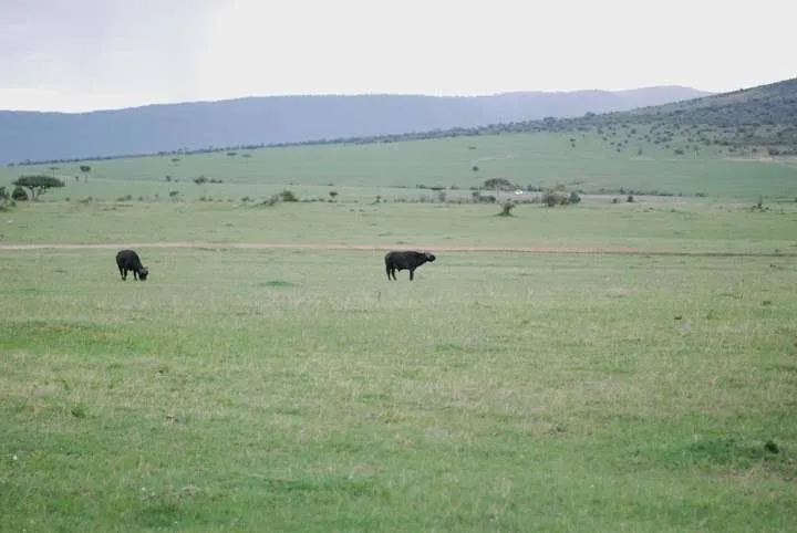 the beginning of our journey in Kenya - safari and Maasai Mara