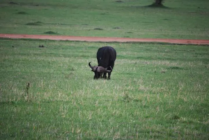 Maasai Mara, Kenya, African buffalo