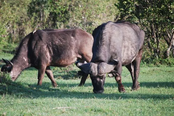 picnic, safari and village in Maasai Mara National Reserve in Kenya