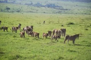 Kenya – picnic in the Maasai Mara National Reserve