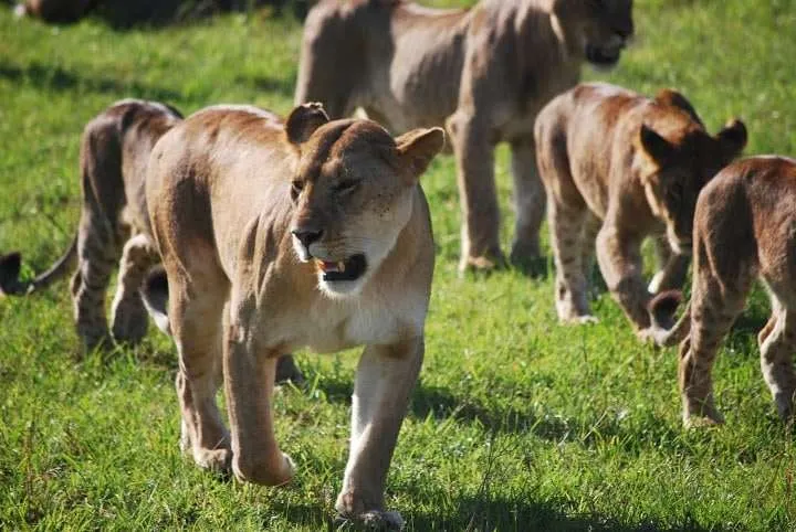 picnic, safari and village in Maasai Mara National Reserve in Kenya