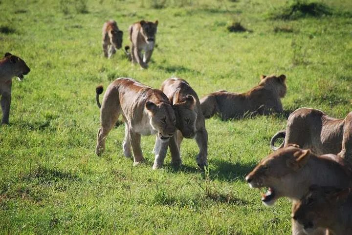picnic, safari and village in Maasai Mara National Reserve in Kenya