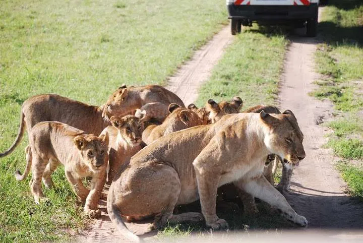 picnic, safari and village in Maasai Mara National Reserve in Kenya