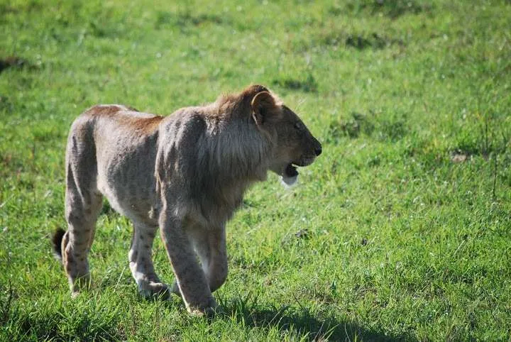 picnic, safari and village in Maasai Mara National Reserve in Kenya