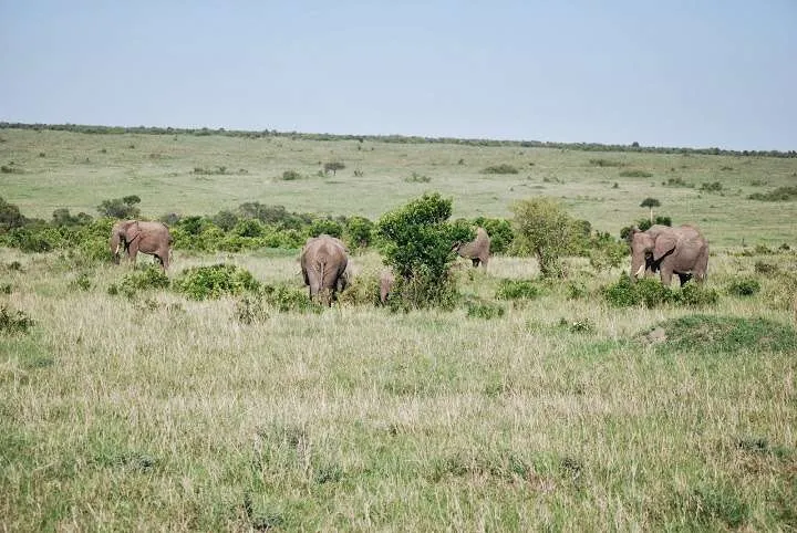 picnic, safari and village in Maasai Mara National Reserve in Kenya