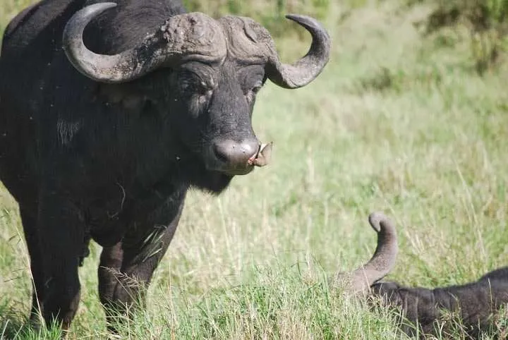 picnic, safari and village in Maasai Mara National Reserve in Kenya