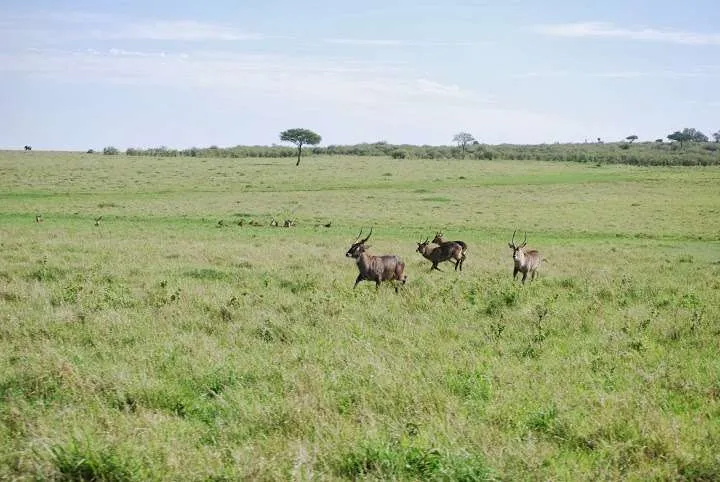 picnic, safari and village in Maasai Mara National Reserve in Kenya