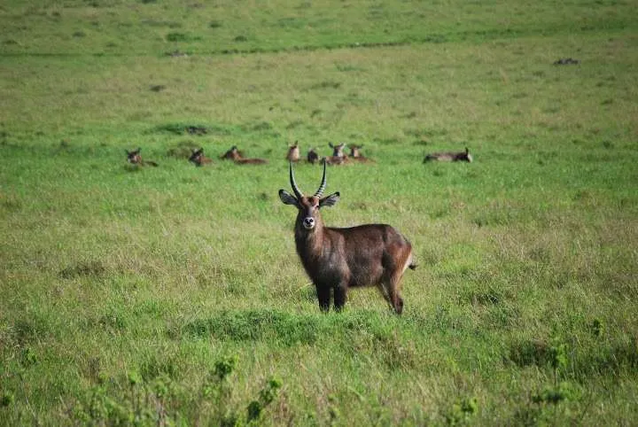 picnic, safari and village in Maasai Mara National Reserve in Kenya